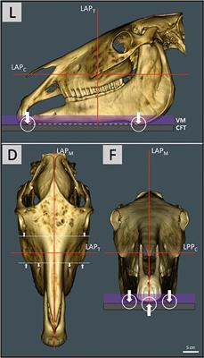 Computed Tomography (CT)-Assisted 3D Cephalometry in Horses: Interincisal Angulation of Clinical Crowns